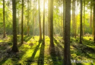 掌握这4种专利布局方法，让企业做到“事半功倍”
